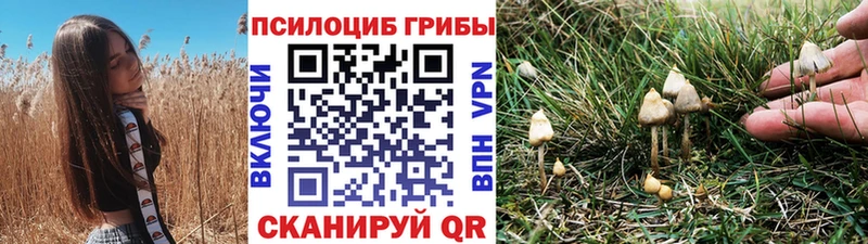 KRAKEN онион  Славск  Галлюциногенные грибы Cubensis 